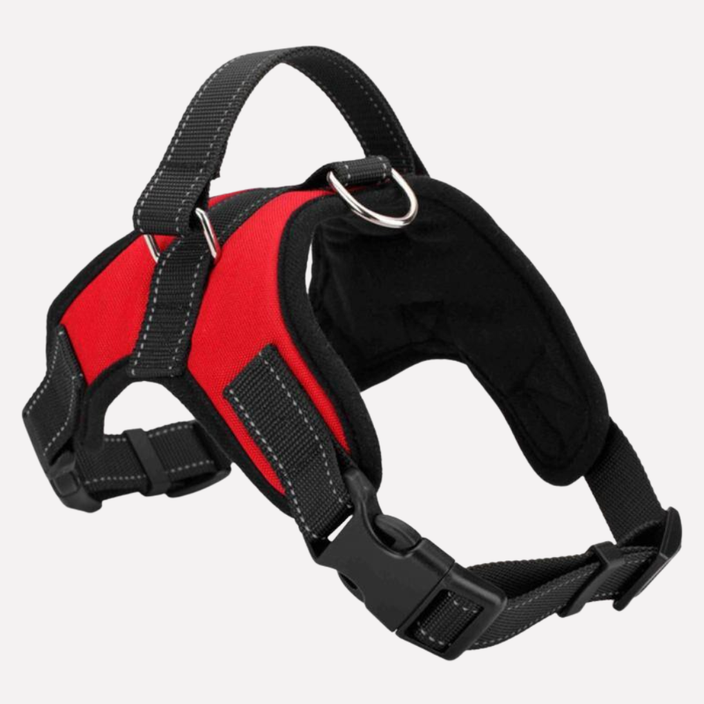 Pets Collar & Lead Set