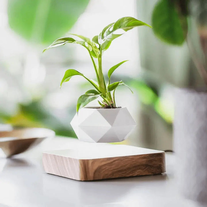 Liva Floating Plant Holder with Magnetic Levitation