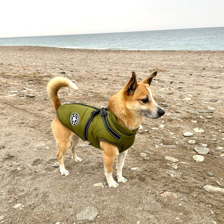 Reflective Dog Jacket with Built-In Harness, Windproof and Water-Repellent