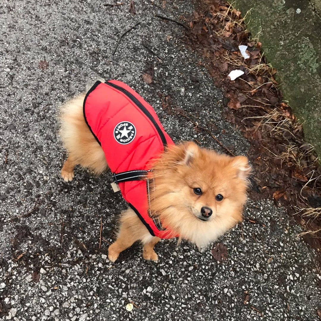 Reflective Dog Jacket with Built-In Harness, Windproof and Water-Repellent