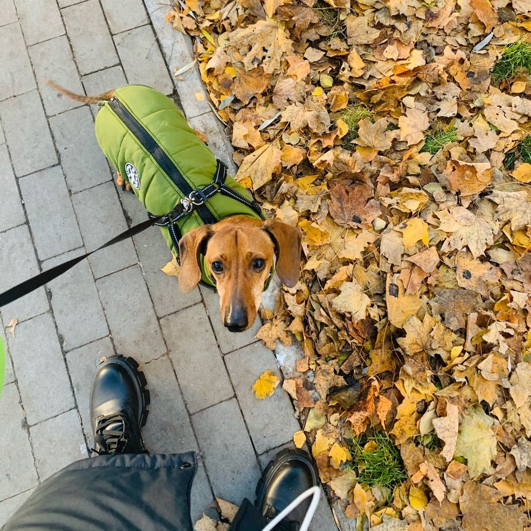 Reflective Dog Jacket with Built-In Harness, Windproof and Water-Repellent