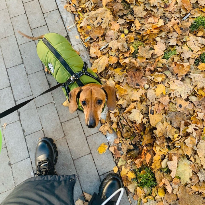 Reflective Dog Jacket with Built-In Harness, Windproof and Water-Repellent