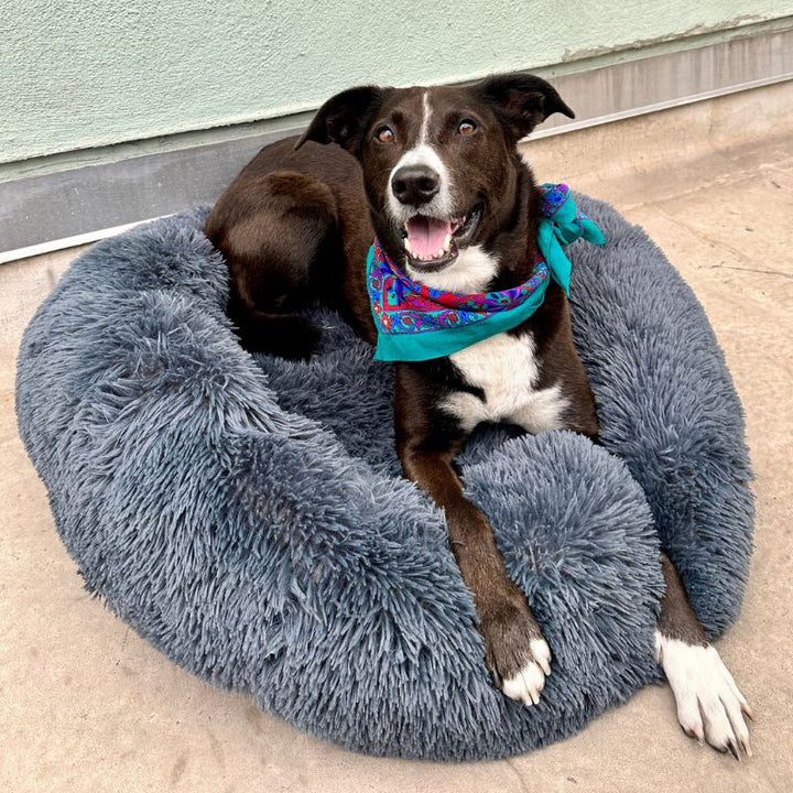Soothing Anti-Stress Dog Bed – Nuvio