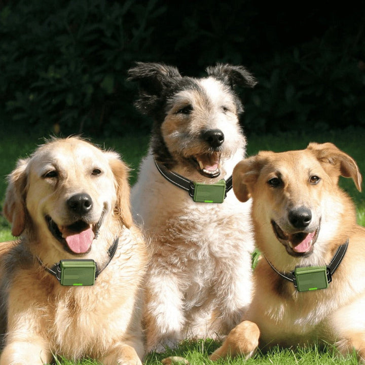 Smart Training Collar & Remote 300 m Range