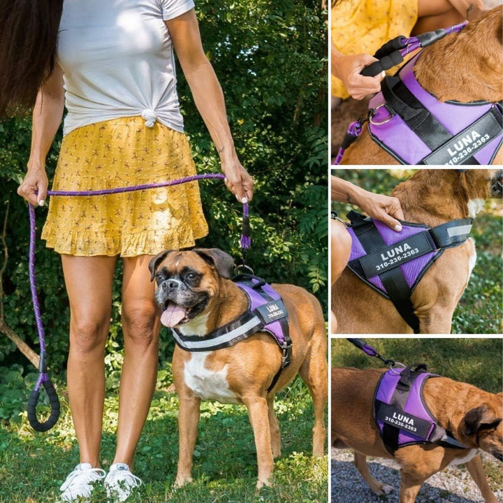 Personalizable Dog Harness – Reflective and Supportive Design