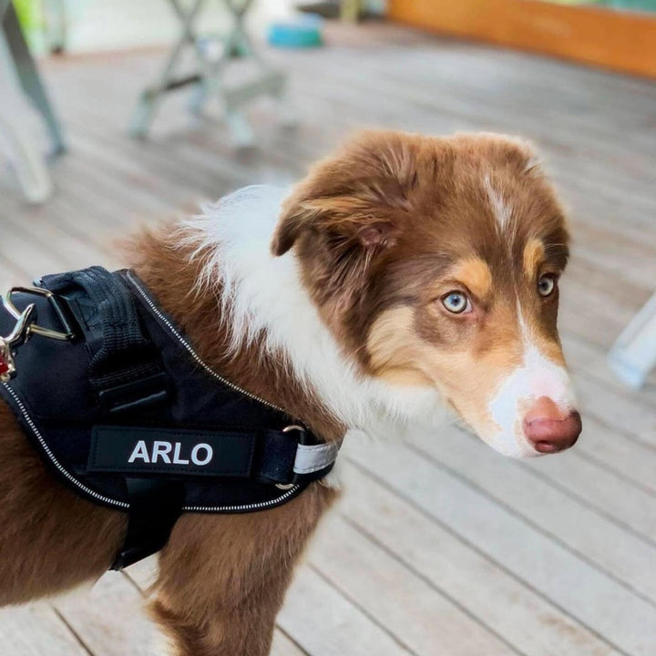 Personalizable Dog Harness – Reflective and Supportive Design