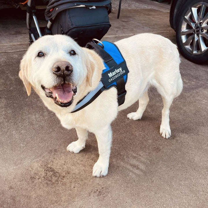 Personalizable Dog Harness – Reflective and Supportive Design
