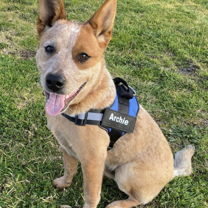 Personalizable Dog Harness – Reflective and Supportive Design