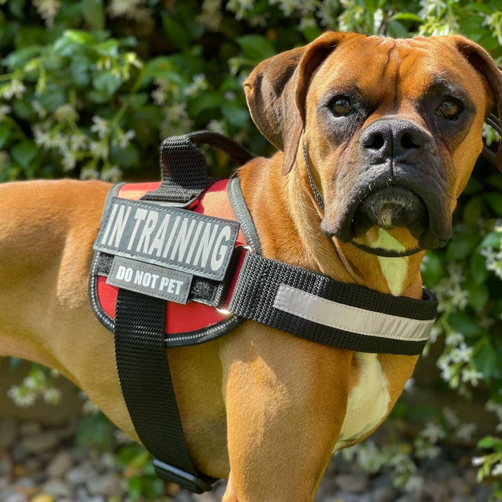 Personalizable Dog Harness – Reflective and Supportive Design
