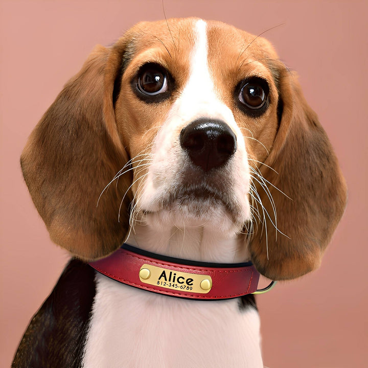 Engraved Leather Dog Collar with Personalized Nameplate