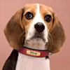 Engraved Leather Dog Collar with Personalized Nameplate