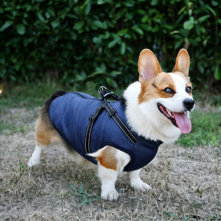 Winter Dog Coat with Built-In Harness, Padded and Lined