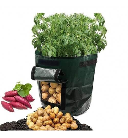 Grow potatoes at home: smart potato grow bag for patio and balcony